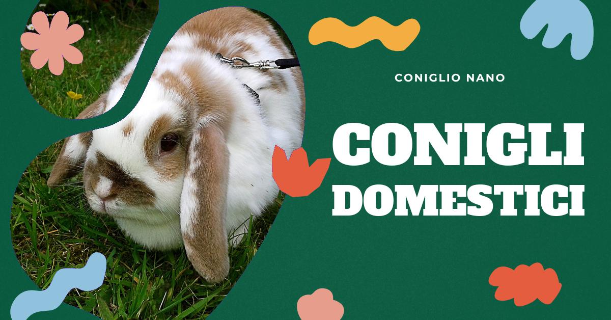 Scopri i pro e i contro di avere un coniglio come animale domestico. Approfondisci le responsabilità, i bisogni di spazio e i rischi di convivenza con altri animali. Ottieni tutte le informazioni necessarie per capire se un coniglio è l
