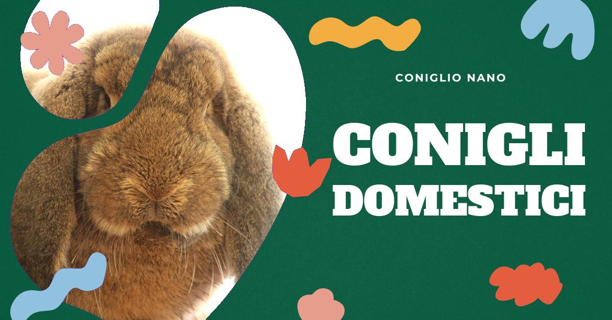 Scopri i vantaggi e le sfide di avere un coniglio in casa. Approfondisci i pro e i contro di adottare un coniglio come animale domestico, dalle sue esigenze di spazio e tempo, alla sua docilità e facilità di addestramento. Ottieni consigli pratici per prendere una decisione informata.