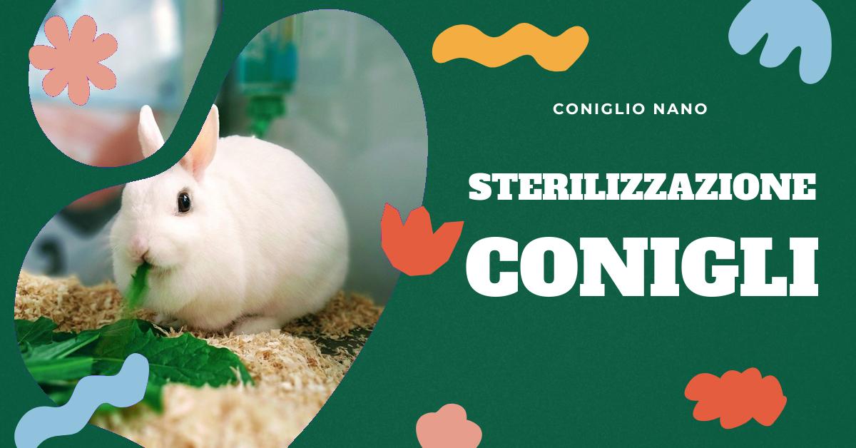 Scopri quando è il momento giusto per sterilizzare un coniglio nano. Trova informazioni dettagliate su quando e come procedere alla sterilizzazione, i benefici e i rischi associati, e le conseguenze della mancata sterilizzazione. Ottieni consigli preziosi per la salute e il benessere del tuo coniglietto domestico.
