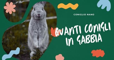quanti-conigli-in-gabbia
