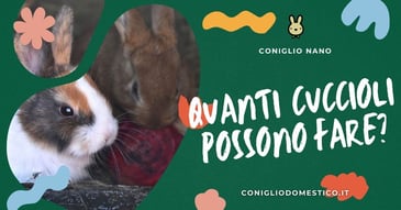 quanti-cuccioli-possono-fare-i-conigli