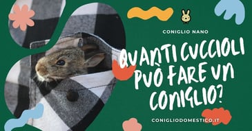quanti-cuccioli-puo-fare un-coniglio
