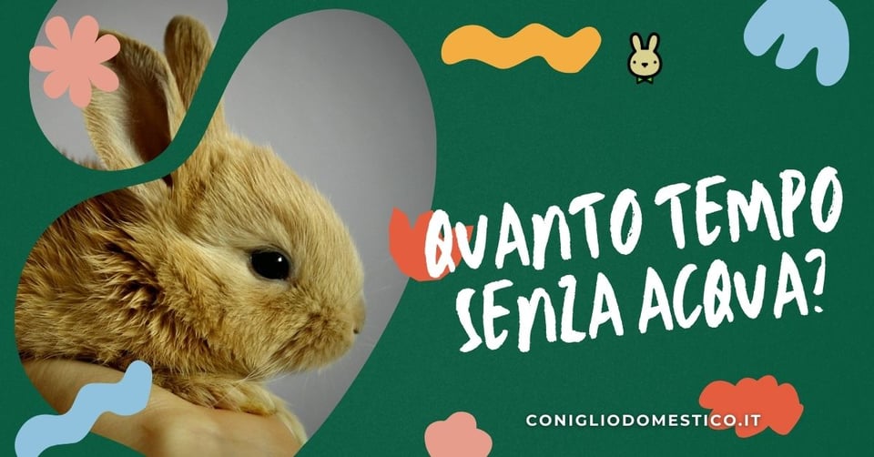 coniglio-senza-acqua-quanto-puo-stare