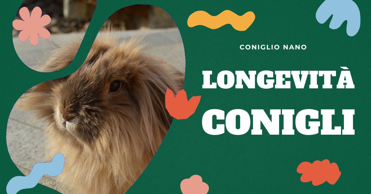 Scopri quanto vivono i conigli e come garantire loro una vita lunga e sana. Approfondisci le differenze tra le razze e scopri i consigli per la cura dei conigli domestici. Informazioni utili per chi possiede o sta pensando di adottare un coniglio.