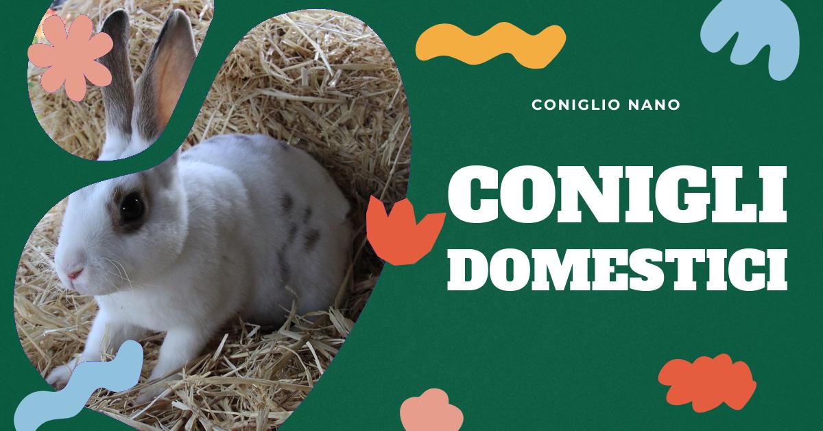 Scopri tutto sulla vita di un coniglio: durata della vita, differenze tra le razze, come prendersi cura di un coniglio domestico e come allestire un ambiente adatto. Informazioni utili per gli amanti dei conigli domestici.