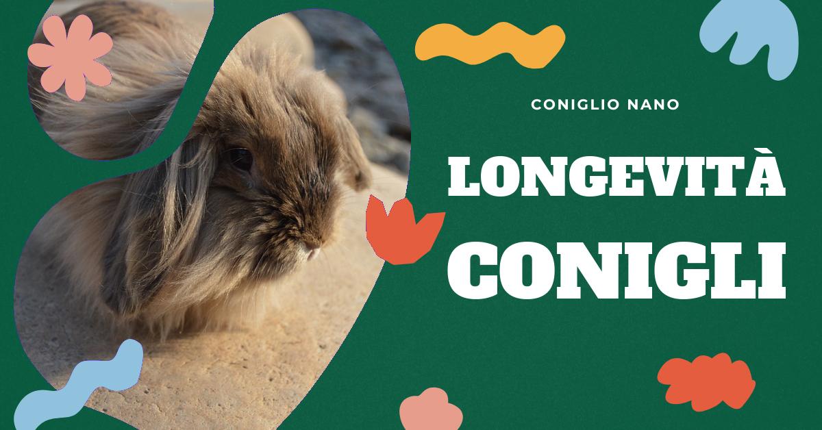 Scopri quanto vive un coniglio nano ariete e come garantire una vita lunga e sana al tuo amico peloso. Trova informazioni sulla durata media della vita dei conigli domestici, le differenze tra le razze e i consigli per farli vivere bene e a lungo. Ideale per gli amanti dei conigli domestici.