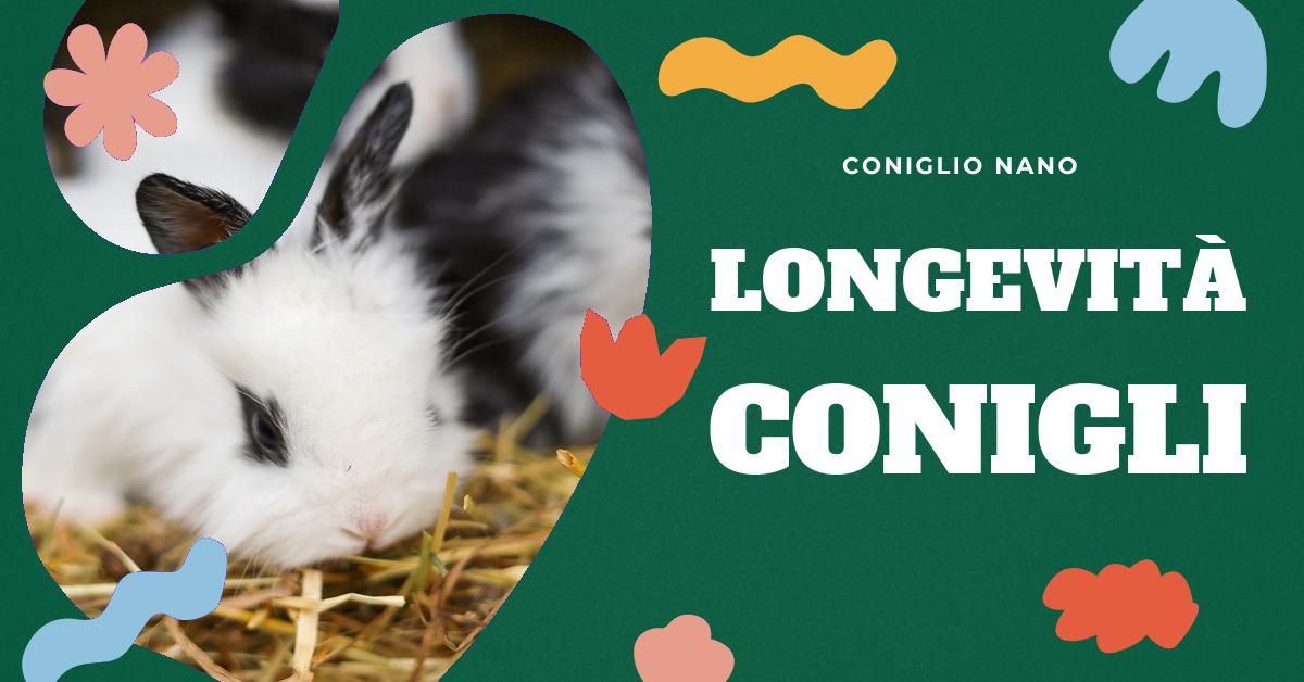 Scopri quanto vive un coniglio nano e come garantirgli una vita lunga e sana. Approfondisci le differenze tra le razze e scopri i consigli per la cura del tuo coniglio domestico. Informazioni utili per gli amanti dei conigli nani.