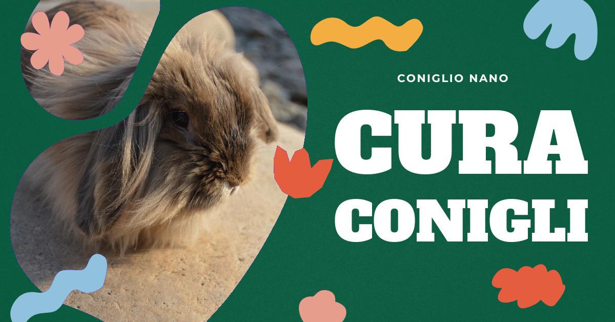 Scopri tutto sulla vita del coniglio: durata media, differenze tra le razze, come vivere con un coniglio in casa e i consigli per farlo vivere bene e a lungo. Informazioni utili per gli amanti dei conigli domestici.