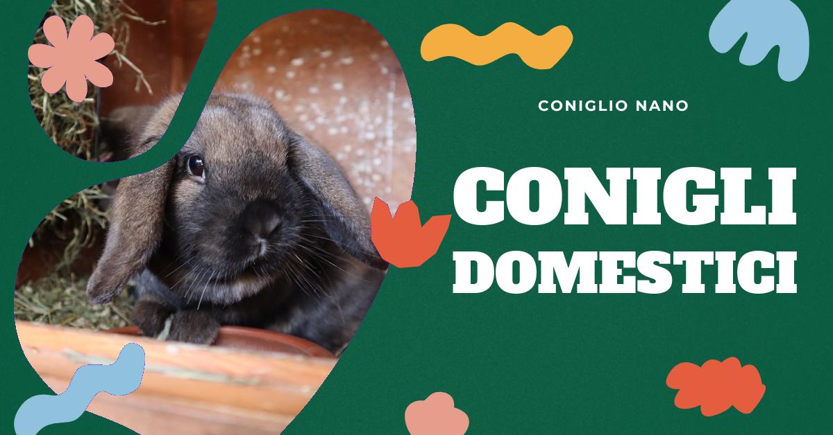 Scopri quanto vive un coniglio e come garantire il suo benessere in casa. Trova consigli su come mantenere il tuo coniglio sano, creare un ambiente sereno e fornire un