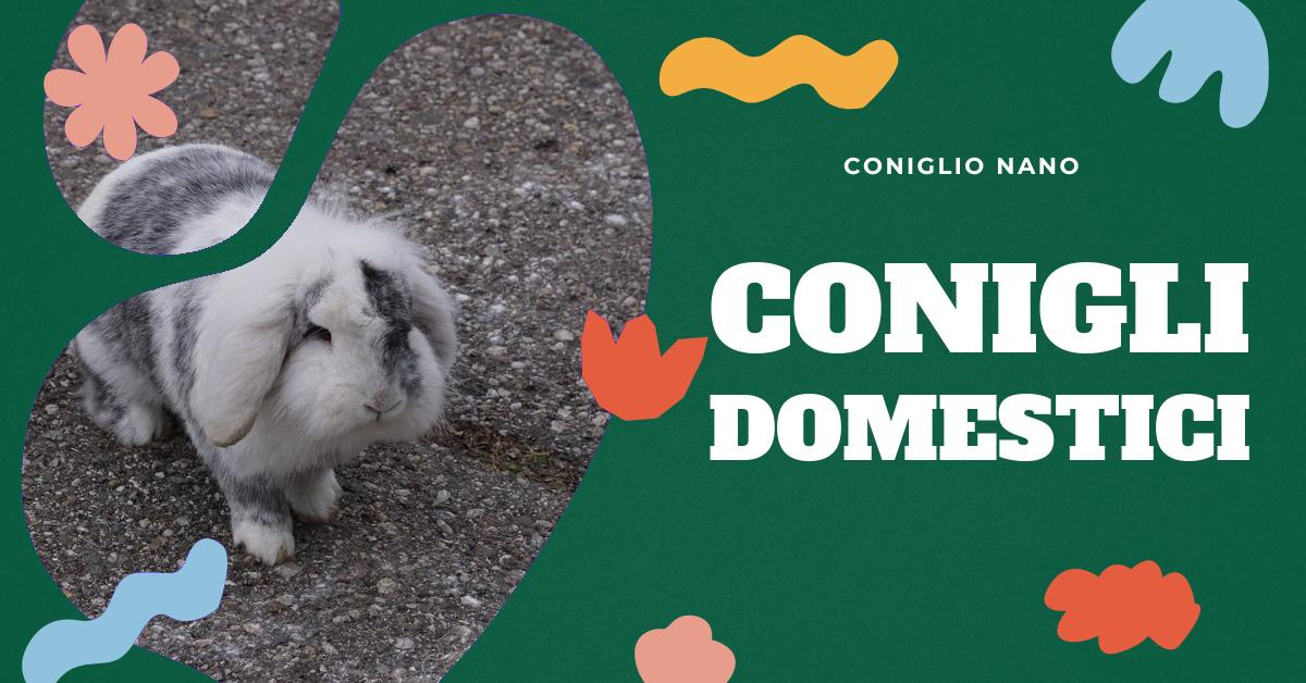 Scopri come gestire un coniglio in casa senza gabbia. Trova consigli su addestramento, sicurezza, problemi comportamentali e esigenze specifiche come alimentazione, esercizio fisico e cure veterinarie. Approfondisci l