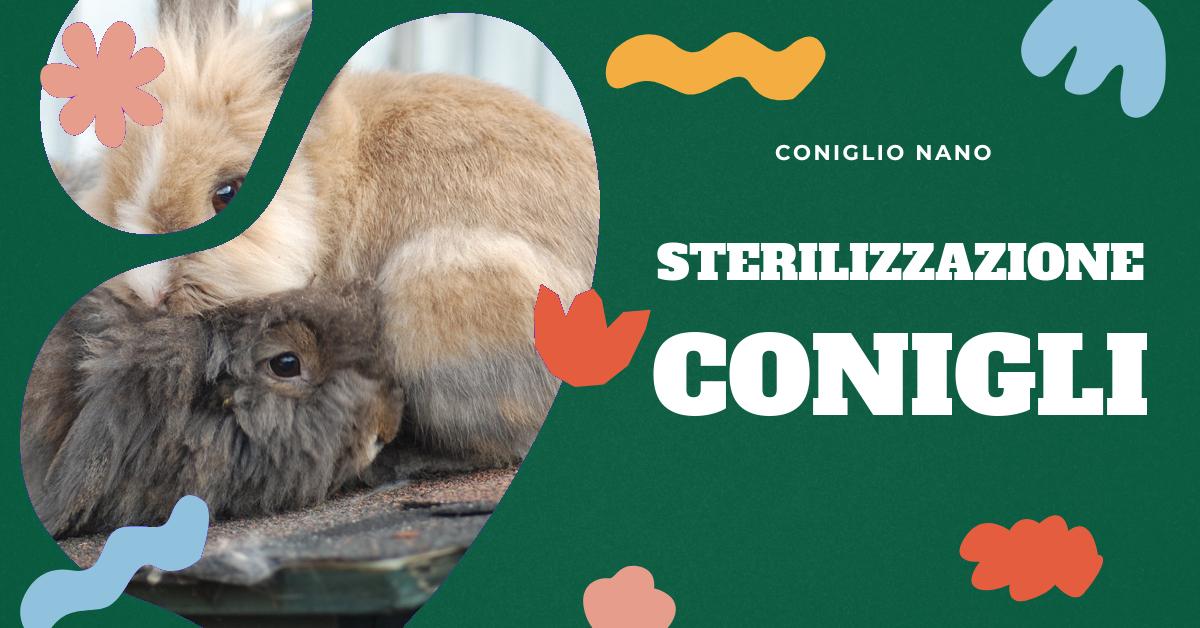 Scopri cosa succede se non sterilizzi il tuo coniglio. Informazioni dettagliate su perché e quando sterilizzare il coniglio, i cambiamenti comportamentali legati alla maturità sessuale e i problemi di convivenza con altri conigli. Prevenzione di patologie e consigli per la cura del tuo amico a quattro zampe.