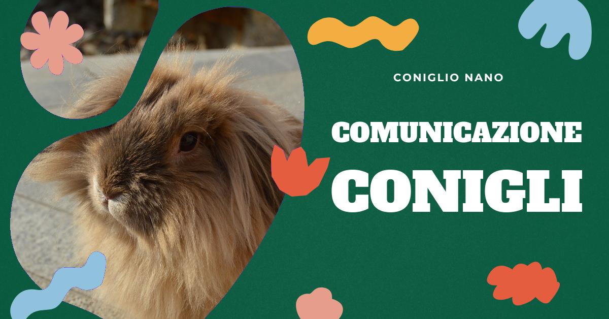 Scopri cosa significa quando il tuo coniglio fa Gugu. Approfondisci il significato di questo comportamento, le possibili interpretazioni del suono e come rispondere. Ottieni consigli utili e risposte alle domande frequenti sul suono Gugu del coniglio. Ideale per gli amanti dei conigli domestici che cercano di capire meglio i loro piccoli amici.