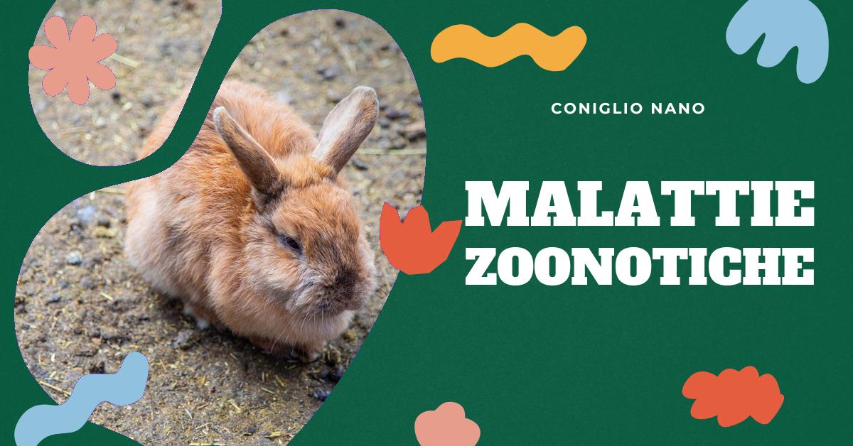 Scopri quali malattie possono essere trasmesse dai conigli all