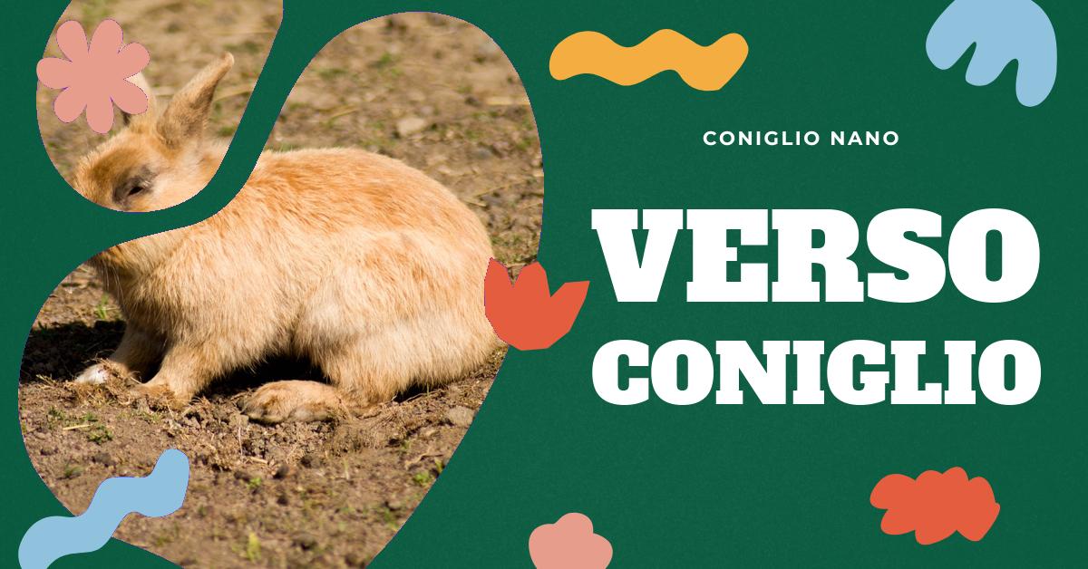 Scopri come si chiama il verso del coniglio e quando lo emette. Approfondisci le caratteristiche del coniglio come animale da compagnia e impara a riconoscere i suoi suoni. Ideale per gli amanti dei conigli domestici e per chi desidera saperne di più sul loro comportamento.