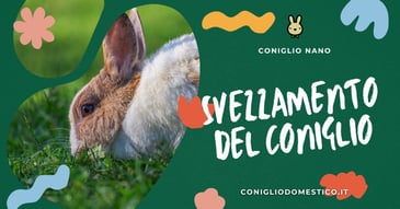 svezzamento-del-coniglio