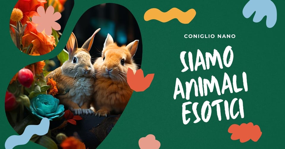 perche-il-coniglio-domestico-e-considerato-un-animale-esotico