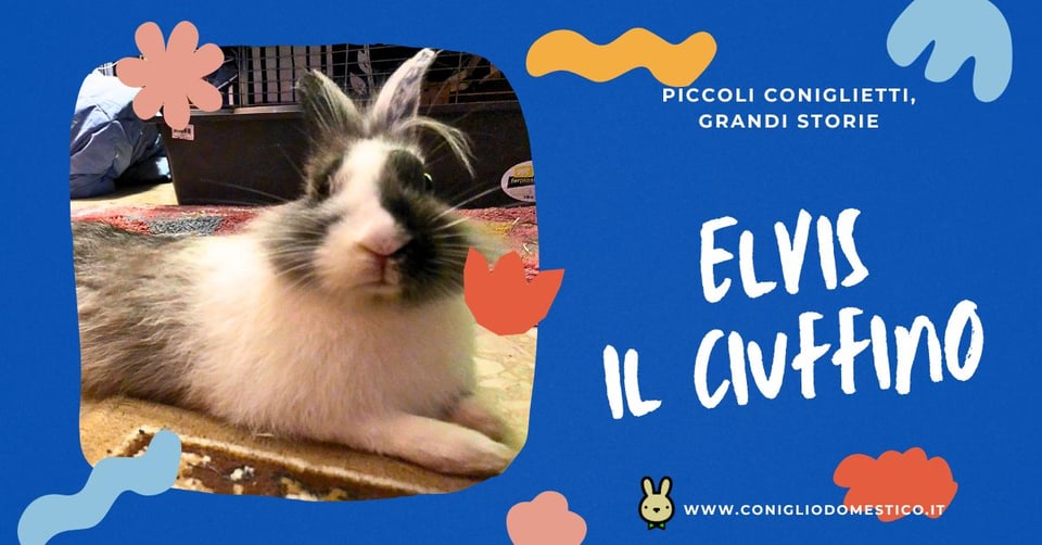 piccoli-coniglietti-grandi-storie-elvis-il-ciuffino