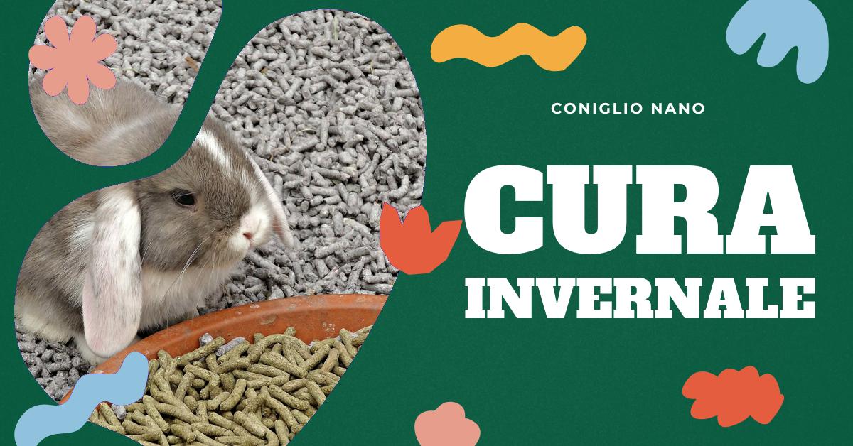 Cura del Pelo dei Conigli Nani in Autunno-Inverno: Consigli e Alimentazione  Adatta per Mantenere il Pelo Sano